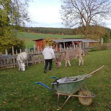 A person in a white jacket is walking towards two donkeys grazing on grass near a wooden fence, with a wheelbarrow and rustic shed nearby.