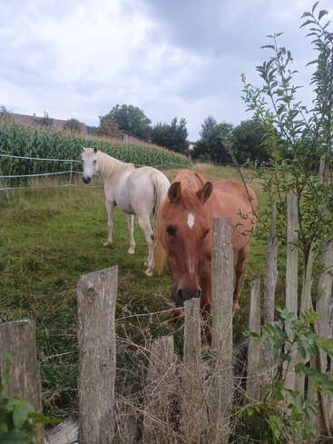 Two horses, one brown and one white, stand in a grassy field behind a rustic wooden fence. Cornfield, trees, and cloudy sky complete the peaceful countryside scene.