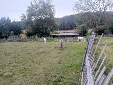 In a peaceful rural pasture, four donkeys graze near a wooden fence. Trees surround the field, with a small barn and forest in the background.