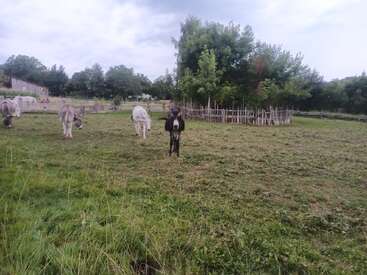 A peaceful rural scene with several donkeys grazing in a grassy field, surrounded by trees, wooden fences, and a cloudy sky overhead, creating a serene atmosphere.