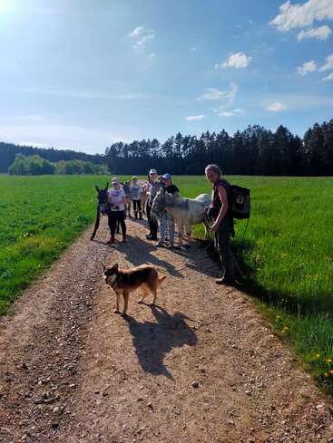 A group of people, including children, walk along a country path with two donkeys and a dog under a bright blue sky near a green field.
