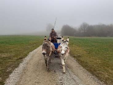 A person wearing a coat rides a small cart pulled by two donkeys along a gravel path, surrounded by foggy countryside and leafless trees. Peaceful, rural scene.