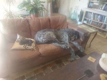 Ein großer, zotteliger Hund und eine kleine Katze schlafen friedlich zusammen auf einer gemütlichen braunen Couch in einem sonnenbeschienenen, mit Pflanzen gefüllten Wohnzimmer.
