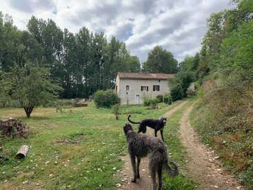 Zwei große, zottelige Hunde stehen auf einem Feldweg, der zu einem rustikalen Haus führt, umgeben von grünen Bäumen und einem wolkenverhangenen Himmel, der eine friedliche ländliche Atmosphäre schafft.