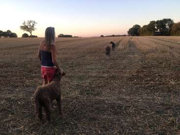 Eine Frau steht bei Sonnenuntergang auf einem abgeernteten Feld, begleitet von drei Hunden. Die Landschaft ist offen, mit Bäumen in der Ferne und weichem Licht.