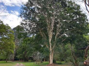 Un árbol alto y frondoso destaca en un parque verde. Hay un camino de tierra que serpentea cerca. El cielo está parcialmente nublado y otros árboles lo rodean.