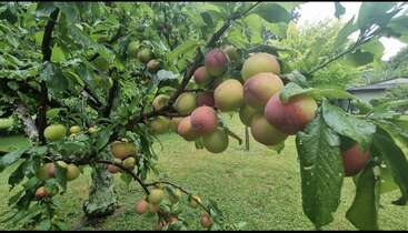 A fruit tree with green leaves is laden with clusters of ripening plums, some red and yellow, surrounded by lush grass and a serene outdoor setting.