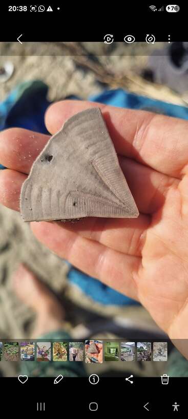 A close-up of a hand holding a triangular, fossil-like object with distinct ridges, grooves, and a small hole. Sandy textures are visible in the background.