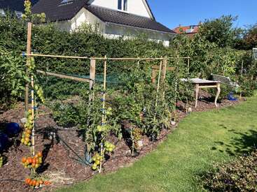Un jardín soleado con varias hileras de tomateras sujetas con tutores, en las que maduran algunos tomates rojos y verdes. Cerca hay un banco de madera y una mesa.