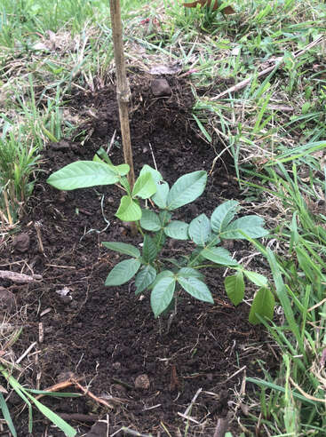 Un jeune arbre aux feuilles d'un vert éclatant est planté dans un sol sombre, entouré d'herbe. La plante semble en bonne santé et bien entretenue dans un environnement naturel.