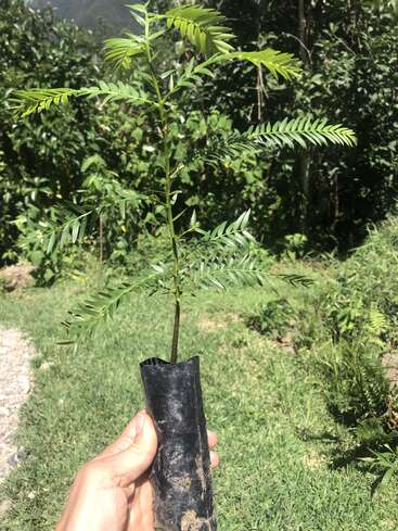 Une main tient un jeune plant d'arbre dans un sac en plastique noir, entouré d'herbe et de feuillage verdoyants, sous la lumière du soleil en plein air.