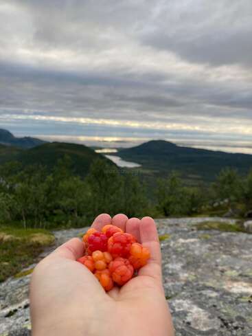 A hand holds a handful of red and orange berries against a scenic mountainous landscape with a lake in the distance under a cloudy sky.