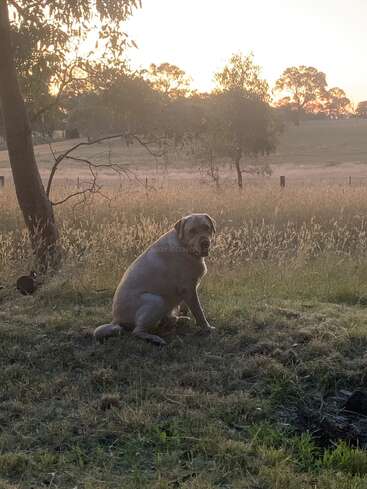 Um Labrador dourado senta-se pacificamente na grama verde ao pôr do sol, cercado por grama alta e seca e árvores espalhadas em uma paisagem rural serena.