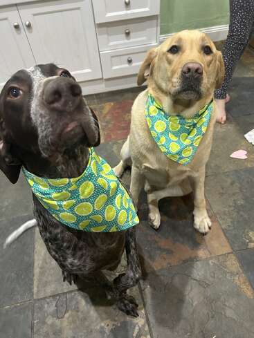 Dos adorables perros sentados en el suelo de baldosas de una cocina, ambos con pañuelos verdes a juego decorados con limones amarillos. Cerca hay una persona con unos leggings estampados.