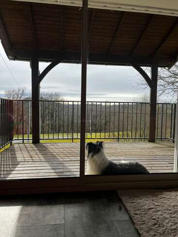 Das Bild zeigt eine ruhige Szene mit einem Hund, der auf einem Holzdeck liegt und auf eine malerische Landschaft mit Bäumen und einem wolkenverhangenen Himmel im Hintergrund starrt.