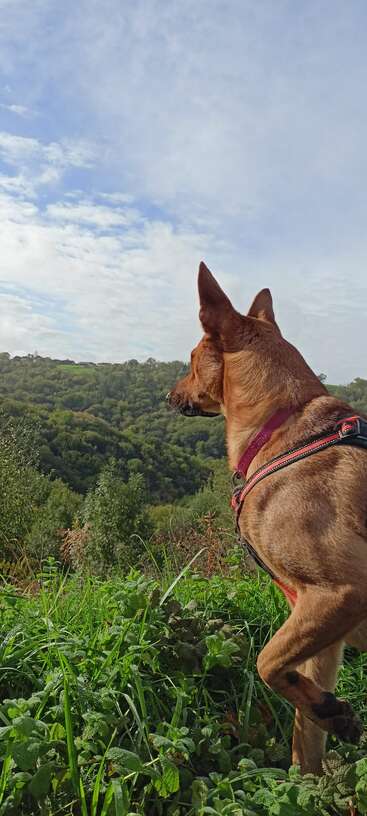 Das Bild zeigt einen Hund, der vor einem Zaun steht und nach rechts blickt, mit einem ruhigen Hintergrund aus Bäumen und Büschen. Die Körperhaltung des Hundes vermittelt ein Gefühl von Ruhe und Konzentration.