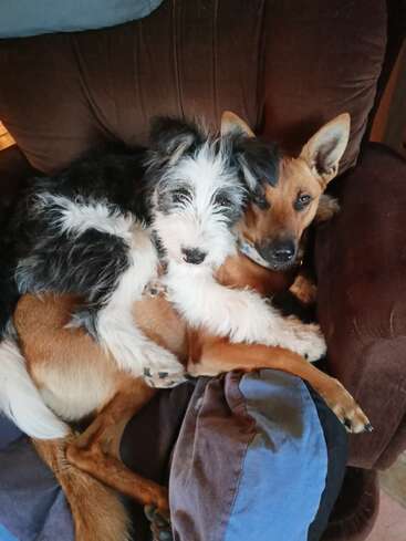 Das Bild zeigt zwei Hunde, einen kleinen, flauschigen mit schwarz-weißem Fell und einen mittelgroßen mit braunem Fell, die auf einer braunen Couch liegen.
