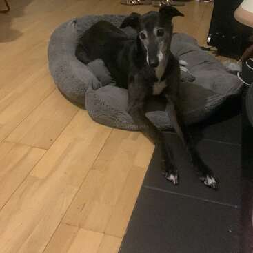A black and white greyhound is comfortably lying on a plush gray dog bed, stretched out on a hardwood floor in a cozy indoor setting.