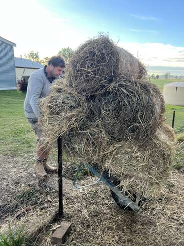 A person is pushing a heavily loaded wheelbarrow full of hay outdoors, near a building. The sky is clear and it appears to be daytime.