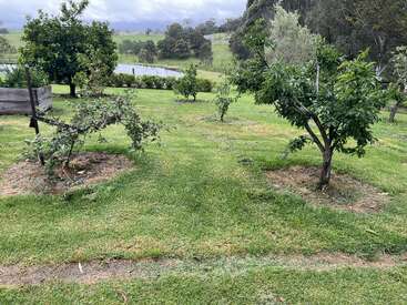 This image shows a small orchard with neatly spaced fruit trees on a grassy lawn, surrounded by green rolling hills, a pond, and cloudy skies.