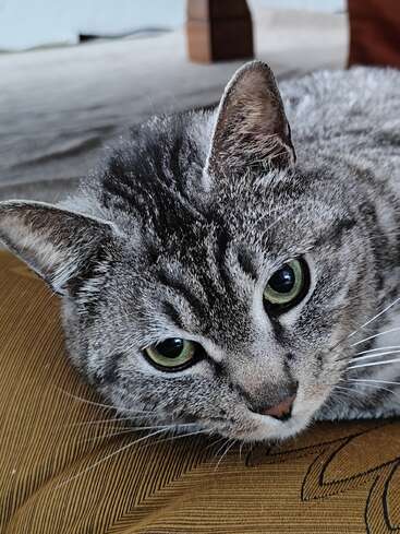 A close-up of a gray tabby cat with beautiful green eyes, resting its head on a brown cushion, appearing relaxed and slightly curious in expression.