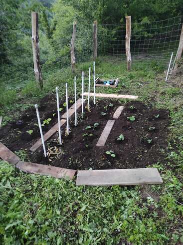 Uma pequena horta com brotos e plantas, tábuas de madeira para caminhar, cercada por postes rústicos de madeira e uma cerca de arame, situada em meio a uma vegetação verdejante.