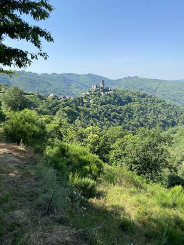 Um castelo medieval distante ergue-se no topo de uma colina verdejante, cercada por florestas densas, sob um céu azul límpido, com ervas silvestres e árvores em primeiro plano.