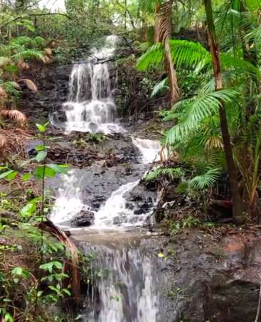 A small, serene waterfall cascades over dark rocks in a lush, green forest. Ferns and tropical plants surround the flowing water, creating a peaceful scene.