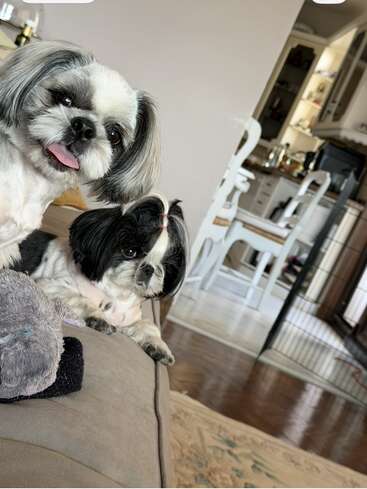 Zwei liebenswerte Shih Tzu Hunde entspannen sich auf einer Couch. Der eine streckt spielerisch die Zunge heraus, während der andere vor sich hin starrt. Gemütliches Zuhause im Hintergrund.