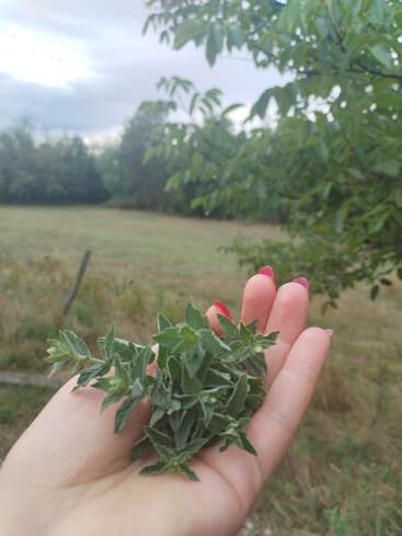Eine Hand mit rosafarbenen Nägeln hält frisch gepflückte grüne Kräuter vor einem ländlichen Hintergrund mit einem grasbewachsenen Feld, Bäumen, bewölktem Himmel und einem schiefen Zaunpfahl.