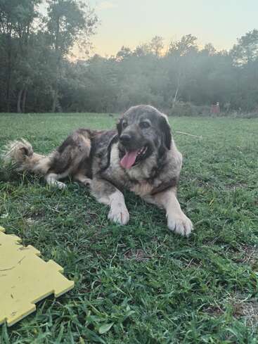 Ein großer, glücklicher Hund mit dickem, geflecktem Fell liegt mit herausgestreckter Zunge auf grünem Gras und entspannt sich in einem friedlichen Park bei Sonnenuntergang in der Nähe einiger Bäume.