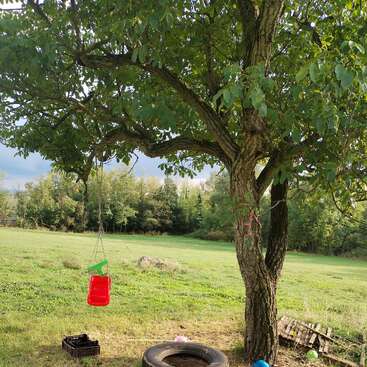 Ein großer Baum steht auf einer sonnigen Wiese. An einem Ast hängt eine rote Schaukel. In der Nähe liegen ein Reifen, Spielzeug und eine Kiste auf dem Gras.