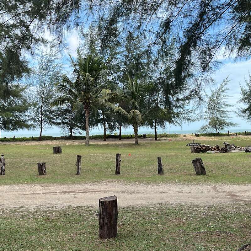 Dieses Bild zeigt einen ruhigen Park am Strand mit vereinzelten Baumstümpfen, Palmen, Kiefern, einer Wiese, strahlend blauem Himmel und einem Blick auf das Meer in der Ferne.