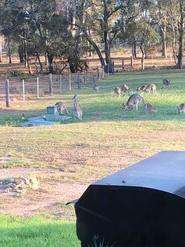 Um grupo de cangurus pastam na grama verde em um quintal cercado perto de árvores, com a luz do sol passando. A natureza e a vida selvagem se misturam harmoniosamente nessa cena rural.