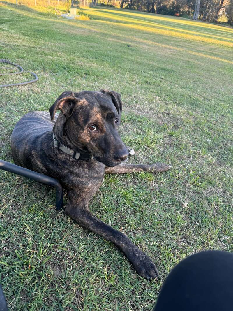 Um cão tigrado com coleira deita-se na grama em um campo aberto e ensolarado, olhando para cima com olhos curiosos e atentos. Cenário tranquilo ao ar livre.