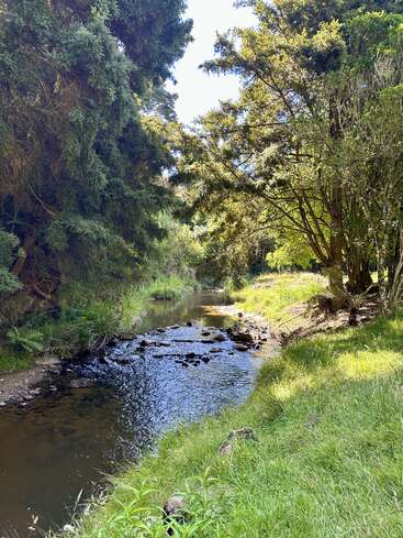 Ein ruhiger Bach fließt sanft durch einen üppig grünen Wald, während das Sonnenlicht durch die hohen Bäume fällt und fleckiges Licht auf die grasbewachsenen Ufer und das Wasser wirft.