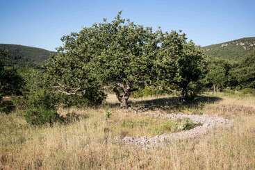 Un paisaje iluminado por el sol presenta un gran árbol frondoso rodeado de hierba seca, piedras que forman una línea curva, colinas verdes lejanas y un cielo azul despejado.