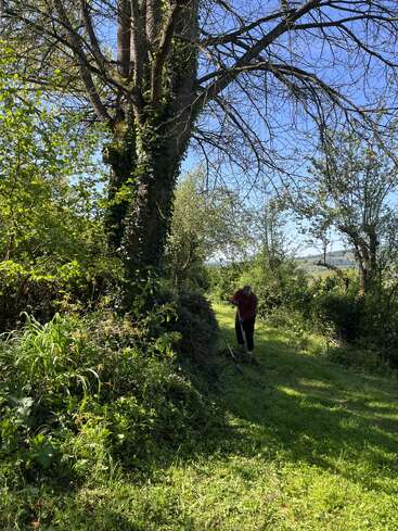 Une personne ratisse l'herbe le long d'un sentier verdoyant et ensoleillé, entouré d'une végétation luxuriante et d'un grand arbre, sous un ciel bleu limpide, dans une campagne paisible.