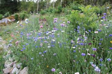 L'image dépeint une scène de jardin vibrante, avec un éventail de fleurs colorées et de verdure luxuriante, avec un mélange de plantes sauvages et cultivées, évoquant un sentiment de beauté naturelle et de sérénité.