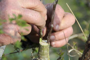 Gros plan sur des mains effectuant une greffe de plante. La personne insère soigneusement une petite brindille dans une branche coupée, démontrant ainsi une technique horticole de propagation des plantes.
