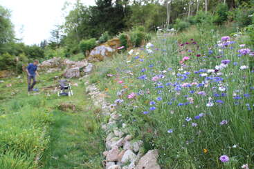 Un jardin de fleurs sauvages luxuriant et coloré s'épanouit sur le flanc d'une colline, bordé de pierres. Une personne s'occupe de la zone, entourée de plantes vertes et d'un paysage paisible et naturel.