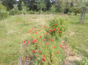 Una apacible escena de jardín con flores rojas de amapola en primer plano, rodeadas de exuberante hierba verde, árboles jóvenes dispersos y un tranquilo fondo natural.