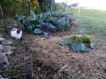 Un gato blanco y gris está sentado cerca de un huerto con exuberantes coles verdes y plantas de calabaza, rodeado de césped, vallas y un paisaje rural y tranquilo.