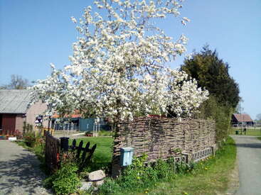 Una escena rural presenta un árbol en flor con flores blancas junto a una valla tejida, una casita, hierba exuberante, un camino y un cielo azul despejado, que evocan tranquilidad.