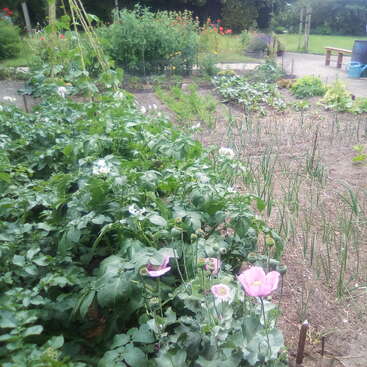 Un exuberante y verde huerto con hileras de diferentes plantas, entre ellas cebollas y amapolas en flor. Al fondo se ven un banco y una regadera.