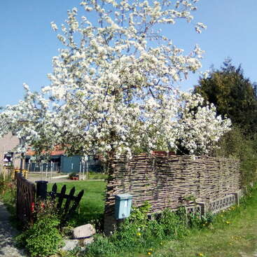 Une scène rurale présente un arbre en fleurs avec des fleurs blanches à côté d'une clôture tissée, une petite maison, de l'herbe luxuriante, un sentier et un ciel bleu clair, évoquant la tranquillité.