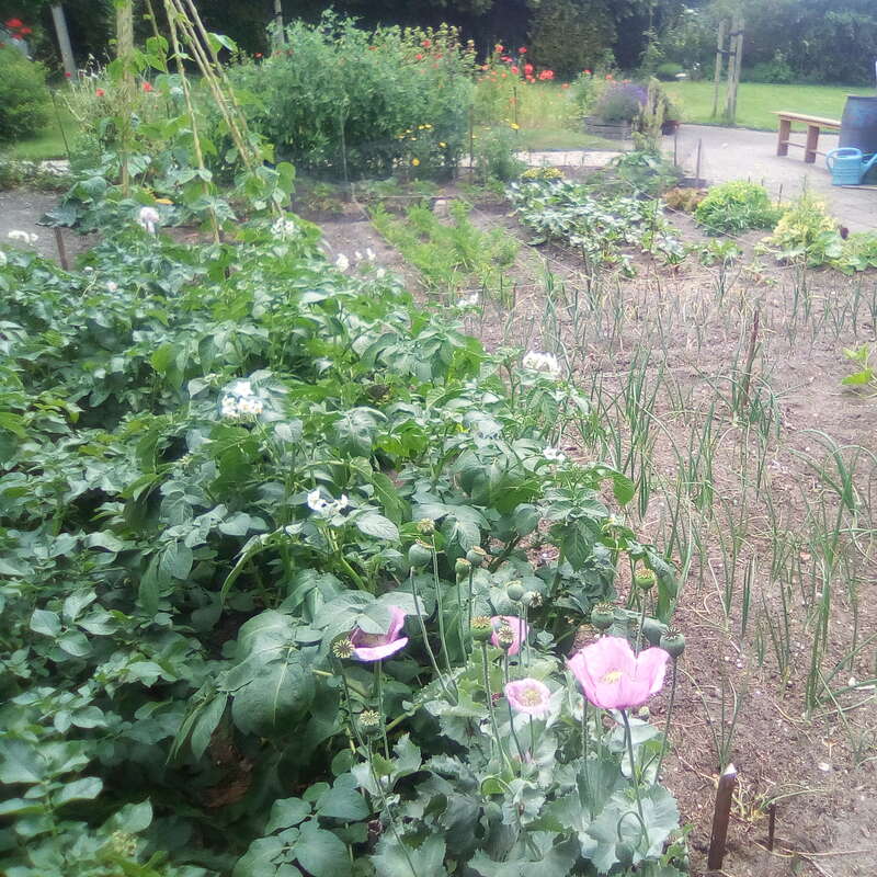 Un exuberante y verde huerto con hileras de diferentes plantas, entre ellas cebollas y amapolas en flor. Al fondo se ven un banco y una regadera.