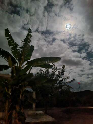 Eine hohe Bananenstaude hebt sich als Silhouette vom wolkenverhangenen Nachthimmel ab. Der Vollmond leuchtet hinter den Wolken und wirft ein weiches, ätherisches Licht auf die Landschaft.