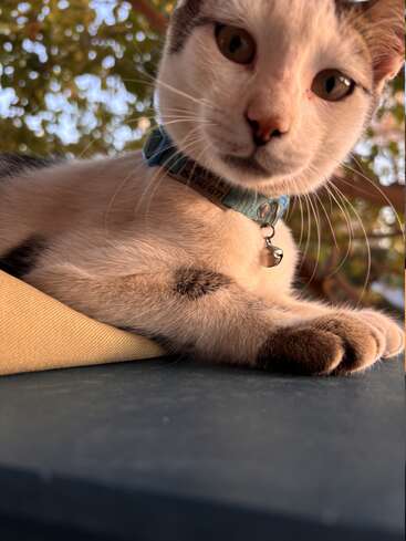 Eine neugierige Katze mit weißem und grauem Fell, die ein blaues Halsband trägt, schaut genau in die Kamera, während sie sich im Freien unter einem Baum mit belaubten Ästen entspannt.