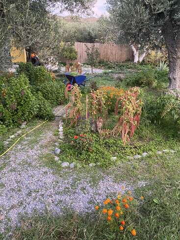 Das Bild zeigt einen üppigen Garten mit verschiedenen Pflanzen und Blumen, einer blauen Schubkarre, einem gelben Gartenschlauch und einer Katze, die zwischen dem Grün und den Blumen sitzt.